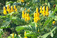 ต้นกล้าชุมเห็ดเทศ ดอกสีเหลืองสวย ดอกทานได้ สุดยอดสมุนไพรที่มีสรรพคุณมากมาย พร้อมปลูก กล้าละ 10บาท