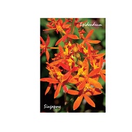 Metal Photo Magnet - Orchid