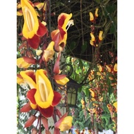 Pokok bunga menjalar thunbergia mysorensis, Mysore trumpetvine, lady’s slipper vine
