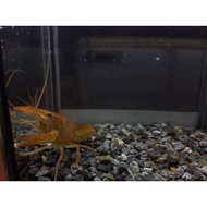 Diamond Brown Ghost Crayfish 2.5inch  巧克力钻幽灵鳌虾2.5寸 Lobster Air Tawar 小龙虾