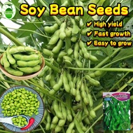 High Yield Soybeans Seeds for Planting Vegetables (20 pcs) Japanese Edamame Beans Vegetable Seeds Gr