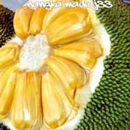 Anak pokok  nangka madu J33