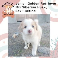 Golden Retriever Mix Samoyed Anak Anjing Golden Samoyed Jantan Betina