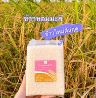 ข้าวรุ้งทอง ข้าวหอมมะลิ พันธุ์ดอกมะลิ 105 แท้100% ข้าวใหม่ต้นฤดู ข้าวพันธุ์ส่งออก รางวัลชนะเลิศระดับ