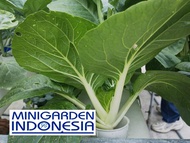 500 Benih Sawi putih Caisim Dakota F1 bibit tanaman sayur sayuran hidroponik