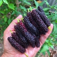 30 benih seeds blubs black mulberry untuk ditanam black mulberry dwarf pot friendly