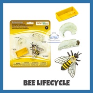 Safari: Bee Life Cycle