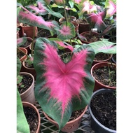 Caladium From Thailand