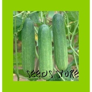 Vege Seeds (10 pcs) / Timun / Cucumber