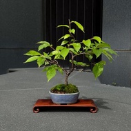臺灣霧社櫻∣原株櫻花小品盆栽 盆景