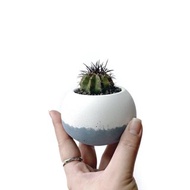 (現貨) 莫蘭迪藍系列 | 翠雲 圓潤造型雙色水泥仙人掌植栽 肥圓