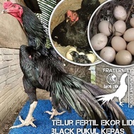 ayam bangkok ekor lidi black kumbang telur fertil