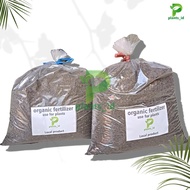 Pupuk Organik Aglonema Perangsang Daun dan Tunas Pupuk Keladi Penumbuh Tunas Baru Booster Aglonema P