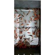 07978 bibit ikan koi(indukan import)3-5cm langsung petani. minimal