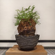 象足漆樹  塊根植物, 非象牙宮 羅本 kikko rlf invisible ink