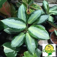 Aglaonema Silver Aurora (Rare) with FREE plastic pot and garden soil (Indoor Plant Real Plant and Li