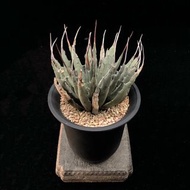 SG2641-曲刺妖炎原產地株/種定一年穩根🔥多肉植物小盆栽禮物🔥