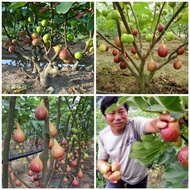 Cây Giống Sung Mỹ (cây giống đối chưng f1)