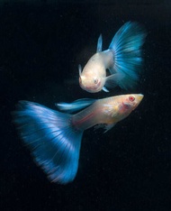 GUPPY ALBINO SKYBLUE PAIR (GRADE)