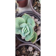 白凤单头可露养[new arrived]succulent real plant alive 肉肉植物 白凤单头