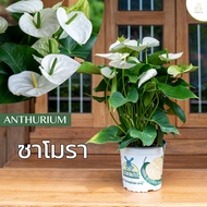 Treeno.9 T43 ดอกหน้าวัว สีขาวดอกใหญ่ (Anthurium) / กระถาง 8 นิ้ว / สูง 30-50 cm / ไม้ดอกประดับ ไม้มงคล ไม้ฟอกอากาศ (ต้นไม้)