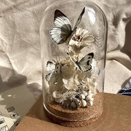 【鯉花】 蝴蝶標本玻璃盅-遠道而來/永生花/乾燥花/玻璃盅/生態瓶