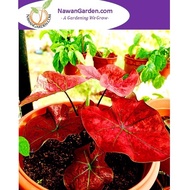 NEW [Hot Selling] Dwarf Caladium FESTIVIA Hybrid ID Thailand/ Keladi Hybrid Siam by Nawan Garden