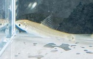 【彩蝦屋】小猴飛狐 4-5公分 除藻魚 黑毛藻