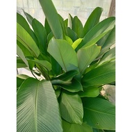 Daun lerek 5pcs oder baru petik