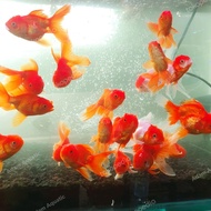 Ikan Mas Koki Jumbo Merah - Ikan Hias Koki Aquarium Aquascape 