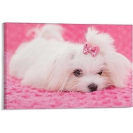 Fjdnxdes Cute Dogs Poster Purebred Maltese Dog Canvas Poster Bedroom Decor Sports Landscape Office R