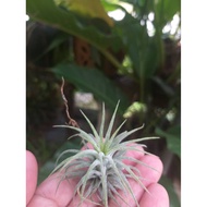 Airplant - T.ionantha fuego
