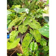 CALADIUM COLOCASIA MOJITO