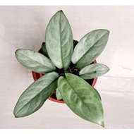 Silver Aglaonema / Silver Alumina Aglaonema 1KTL