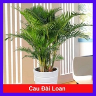 Cây Cau Vàng Đài Loan - cây cau kiểng để trong nhà - cây cao 50cm như video