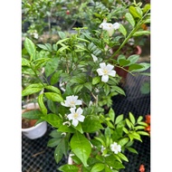 Murraya paniculata/Mock lime/Orange jasmine/Outdoor Plants