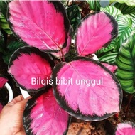 Dijual Bibit bunga aglonema calatea aglonema Crimson