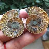 1Pair Natural Half Cut Ammonite Shell Jurrassic Specimen Madagascar