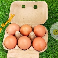TERLARIS PAPER EGG 6 LUBANG / BOX TELUR KARTON 50 PCS | COD