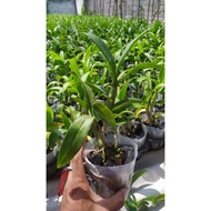 Anggrek Dendrobium Dewasa