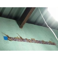 15 Lizard Catching Stickers Lizard Glue Lizard Trap Glue to Kill Geckos Bird's Nest Gecko Stickers