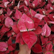 aglaonema red anjamani