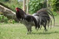 TELUR AYAM HIAS BLUE SUMATRA FERTIL ORIGINAL