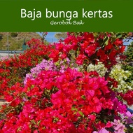 Baja Bunga Kertas : Flower Fertilizer For Bougainvillea BK58 &amp; Panduan Lebat Bunga Untuk Pokok Bunga Kertas