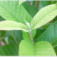 FRESH GUAVA LEAVES 1kg