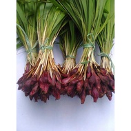 serbuk bawang dayak (Eleutherine palmifolia) bawang berlian tiwai sabrang dayak onion powder