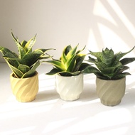 植栽 盆栽 l 多款虎尾蘭 六款顏色水泥盆 室內植物 手工 強散光