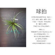 心栽花坊-球拍/空氣鳳梨/懶人植物/售價150特價120