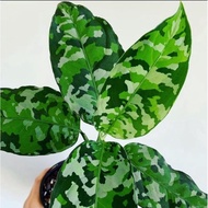 Aglaonema pictum tricolor, (0.4m), RARE Army Camouflage Plant beautiful leaf plants