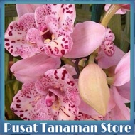 Seedling Anggrek Dendrobium bunga pink princess - Tanaman Hias